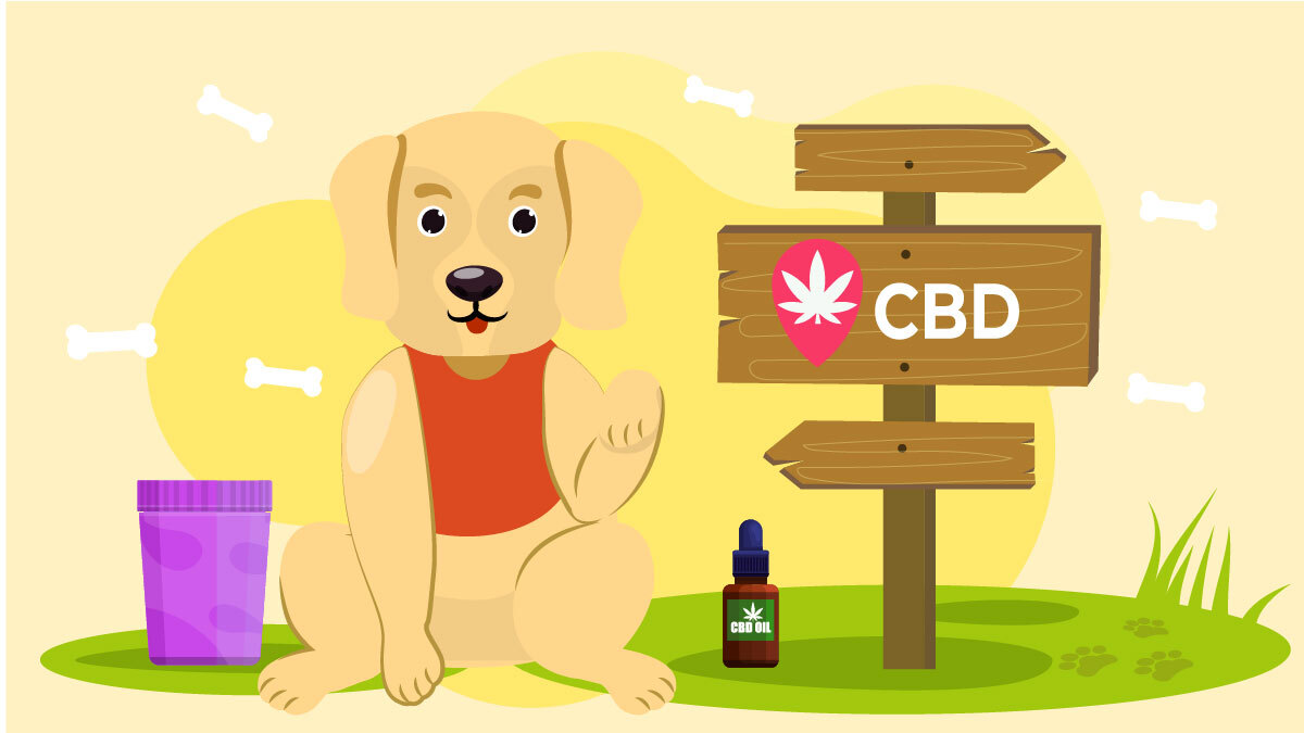 CBD Dosage Guide for Dogs: How Much Should You Give Your Furry Friend?